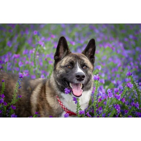 Akita Malamute Mix : loyal and loving companion I Petibble