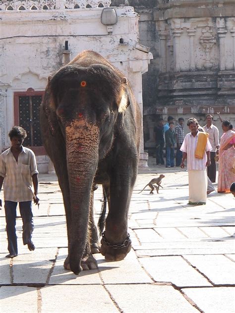 Elephant,temple elephant,culture,temple,indian - free image from needpix.com