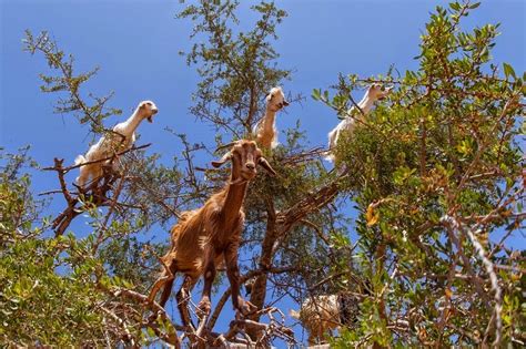 Tree Climbing Goats of Morocco | Amusing Planet