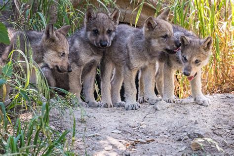 Oakland: ADORABLE: Oakland Zoo's new gray wolf pups emerge from their den fo...