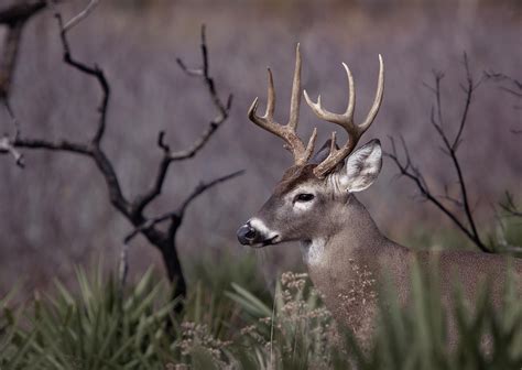 A buck trying to blend in : r/wildlifephotography