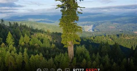 Buzz Feedz: Hyperion Is the Tallest Tree In The world, It stands 380 ...