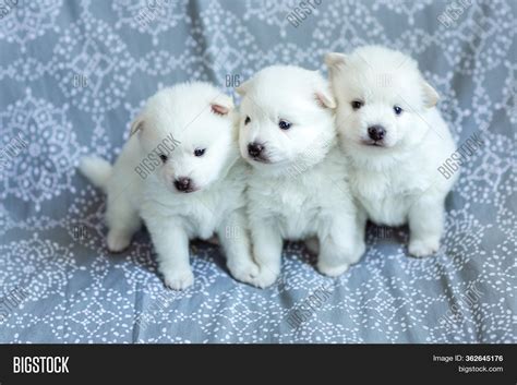 Cute Adorable Fluffy Image & Photo (Free Trial) | Bigstock