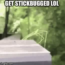 get stick bugged lol - Imgflip