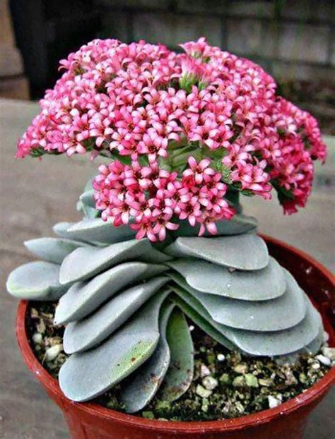 Unusual Succulents Plants | Lipstick Alley