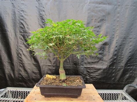 51 Year Old Dwarf Japanese Maple Bonsai Tree