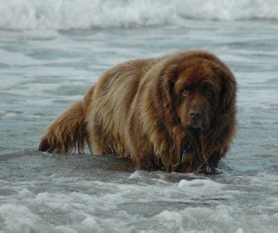 Newfoundland Dog Swimming | [#] Lunawsome