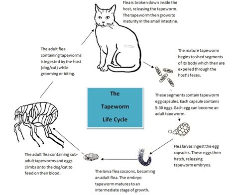 Life Cycle Of Tapeworms In Cats