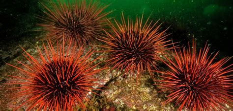 Sea Urchins Stress Out | Hakai Magazine