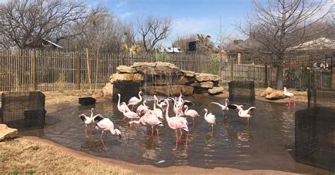 Abilene Zoo opens new Nakuru Lagoon flamingos, duck exhibit