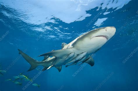 Lemon shark accompanied by Remoras - Stock Image - F023/2756 - Science ...