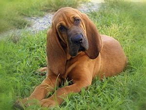 Bloodhound Facts for Kids