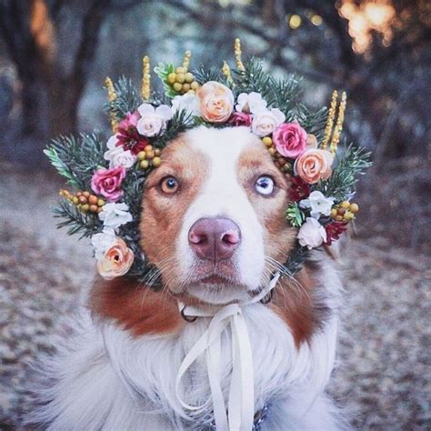 Interview: Artist Designs Custom Floral Crowns for Your Beautiful Pets ...