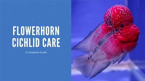 Flowerhorn Cichlid Care - A Complete Guide - AquariumStoreDepot