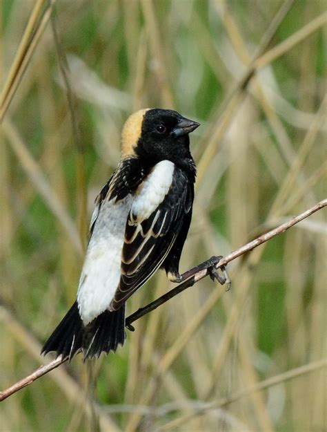 Bobolink | Watch for bobolinks perched on stems in fields an… | Flickr