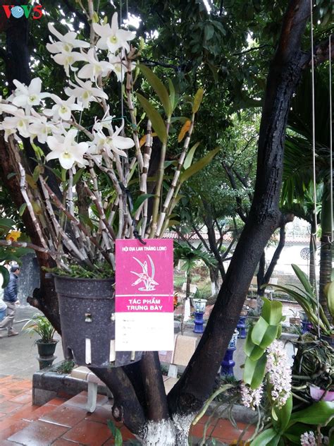 Hanoi hosts annual orchid festival