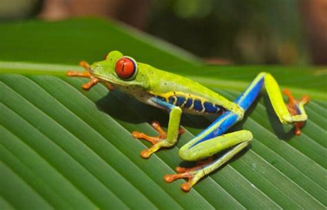 Frog Trypophobia: Understanding the Fear of Frog Skin Patterns - Animascorp