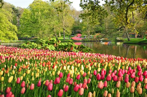 Photography Park Netherlands Spring Tulip Flower Tree Pond Wallpaper ...