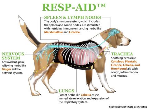 Dog Respiratory Infection Remedy | NHV Natural Pet