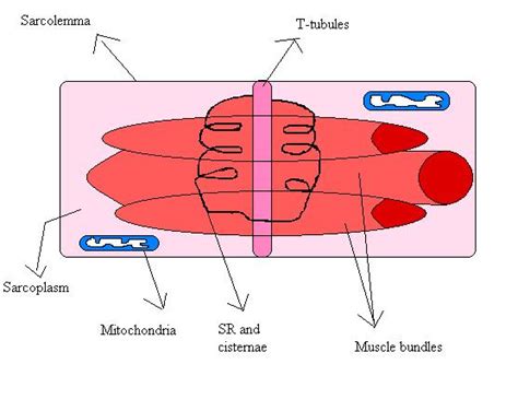 Sarcolemma - wikidoc