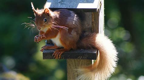 BBC Radio 4 - You and Yours, Red squirrel conservation; Viagogo; AncestryDNA, Red v Grey ...