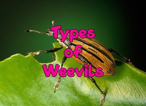 31 Common Types of Weevils (Pictures and Identification)