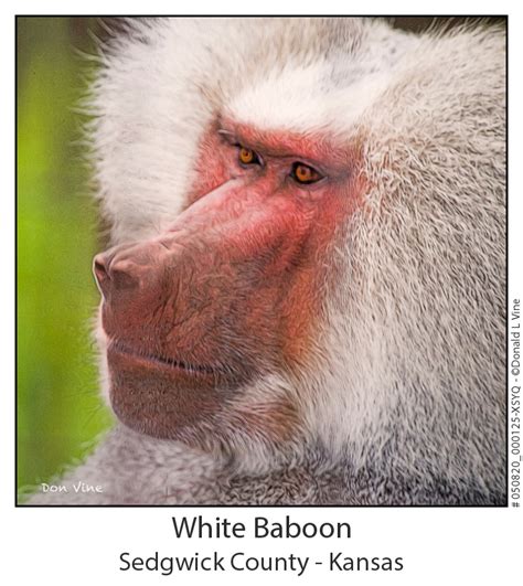 Don Vine . com | White Baboon_050820_000125-XSYQ