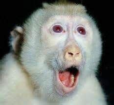 albinos monkey | Albino animals, Rare albino animals, Rare animals