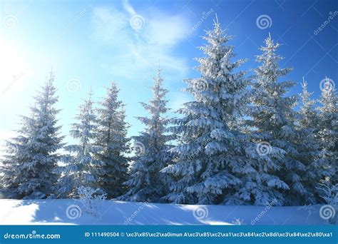 Evergreen forest in winter stock photo. Image of christmas - 111490504