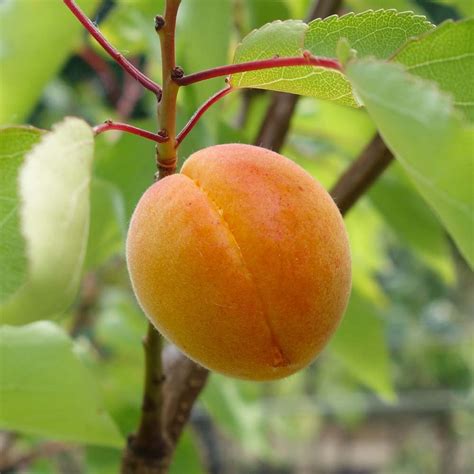 Golden Glow Apricot Tree | Self Fertile Apricot Fruit Trees