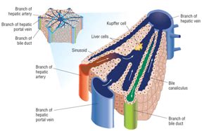 Morphological basis of clinical Hepatology - MedCrave online