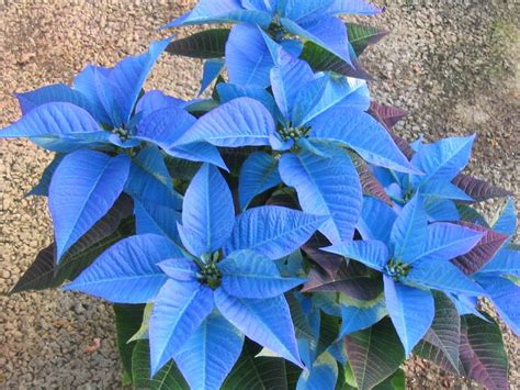 blue poinsettia - Google Search | Christmassy | Pinterest | Blue ...