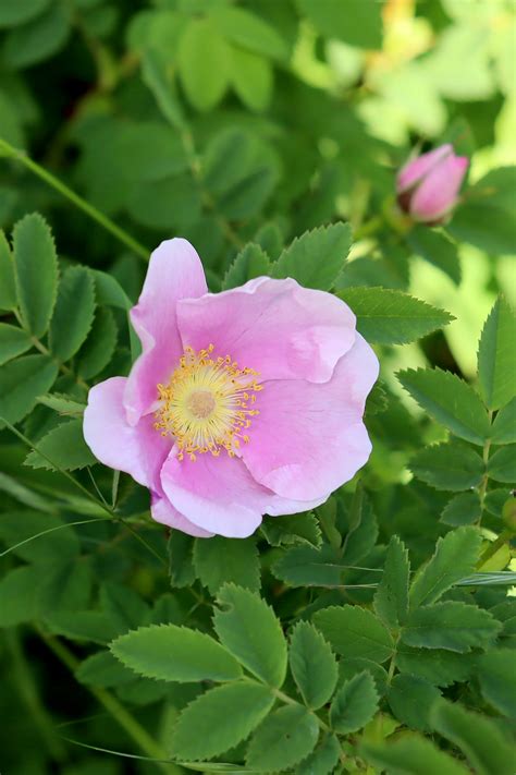 Dwarf Woodland Rose – FRANKIE | WILDFLOWERS | MORE