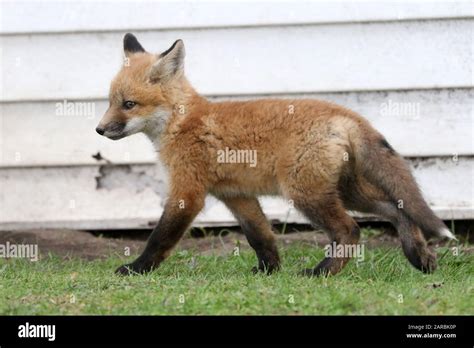 Red fox cubs playing Stock Photo - Alamy