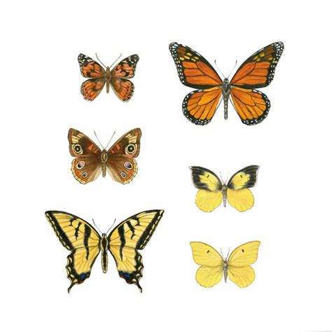 California Butterflies Giclée Print · Erin E. Hunter