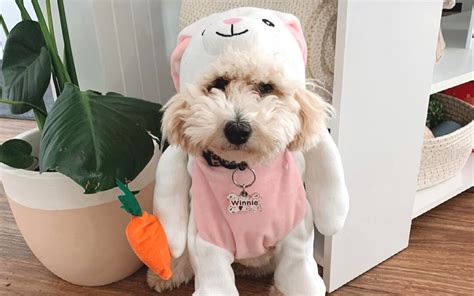 These Adorable Easter Dog Costumes Will Turn Your Pooch Into A Bunny