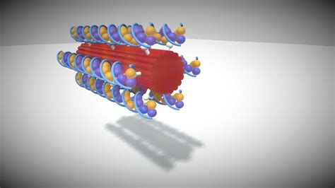 Sarcomere Model - Download Free 3D model by rgmz2015 [a0f57ca] - Sketchfab