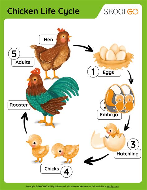 Chicken Life Cycle - Free Worksheet - SKOOLGO