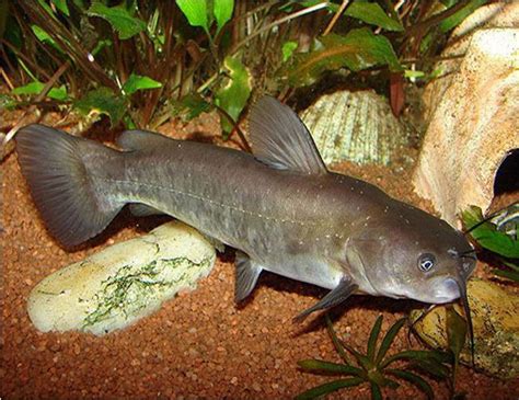 Brown Bullhead Catfish or Mud Cats | Arizona Aquatic Gardens