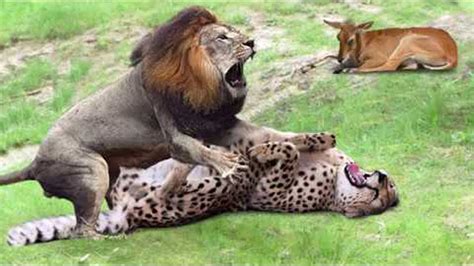 Lion Vs Cheetah Fight For Food - Amazing Lion Steal The Prey From Cheetah - Animals Attack - YouTube