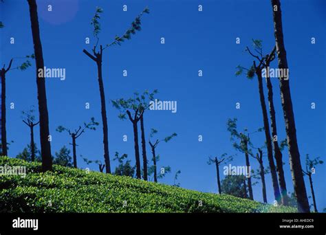 Tea Plantation Nilgiri Hills Tamil Nadu India Stock Photo - Alamy