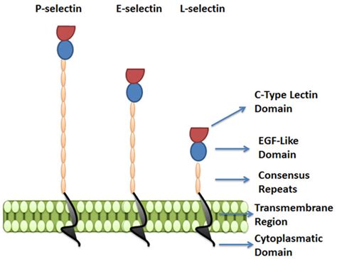 Frontiers | E-Selectin Ligands in the Human Mononuclear Phagocyte ...