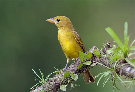 Summer Tanager | Audubon Field Guide