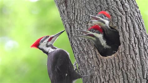 Pileated Woodpecker Chicks At the Nest - YouTube