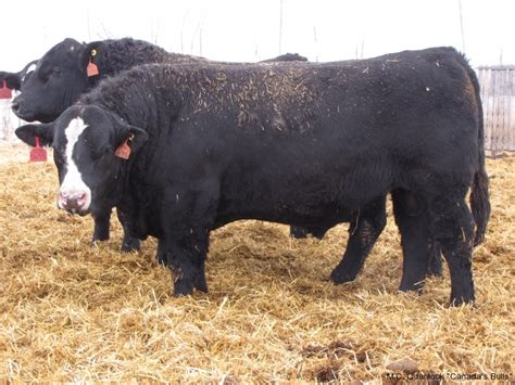 Black Super Baldie Bulls For Sale from MC Quantock BC AB SK MB