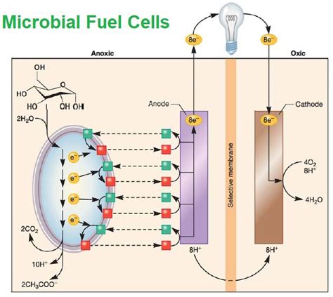 Microbial Fuel Cells - Microbiology Notes