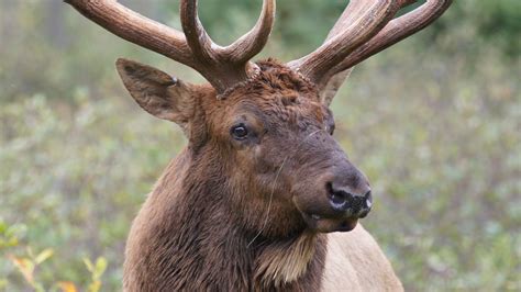 Wapiti - Zoo sauvage de Saint-Félicien