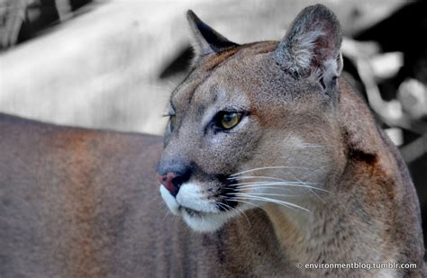 The Puma Cat The puma cat is native to the land... | Environment Blog ...