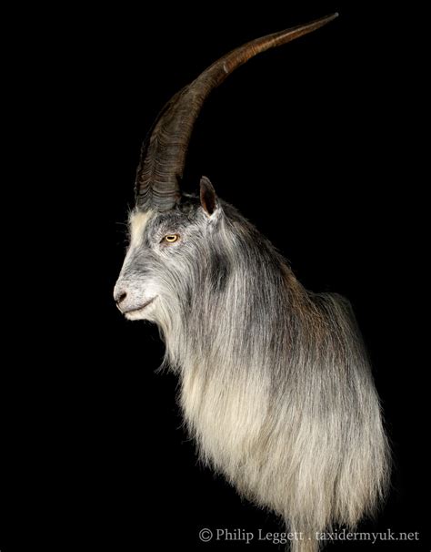 Wild Goat - Straight Mount - Taxidermy UK