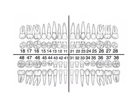 Dental Tooth Number Chart Dental Teeth Numbers And Names, 54% OFF